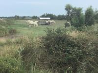 Markenzeichen der Camargue - weiße Pferde