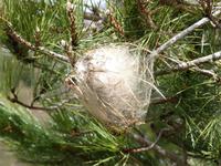 Kokon der Passionsraupe