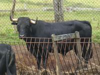Portugal, Azoren, Terceira, Stierweide
