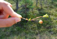 Estland - Lahemaa Nationalpark