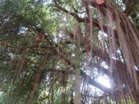 Neuseeländischer Weihnachtsbaum