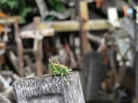 Rundreise Baltikum - Berg der Kreuze