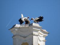 Rundreise Baltikum - Schloss Rundale