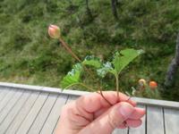 Rundreise Baltikum - Laheema-Nationalpark