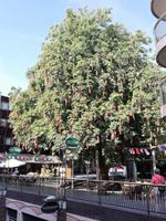 Gladiolenbaum in nijmegen