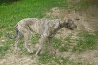 061-Bunratty_Folk-Park