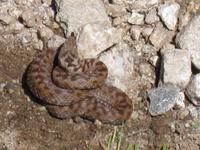 Kreizotter im Rilagebirge