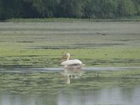 unterwegs im Donau-Delta