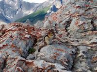 Streifenhörnchen auf dem Sulphur Mountain