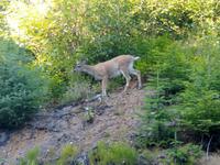Schwarzschwanzreh bei Hoonah