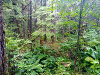 Wanderung bei Ketchikan