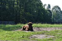 Wisent