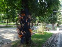 Spaziergang im Park von Cluj-Napoca