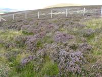 Cairngorm Mountains 