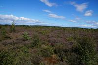 Das Schlachtfeld von Culloden Moor