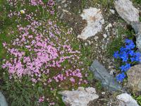 Zermatt - Ausflug zum Gornergrat -