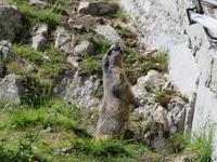 Fahrt zur Schwägalp - Stopp am Grimselpass Murmeltierpark