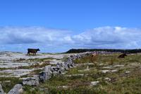 Wanderung auf den Aran Islands