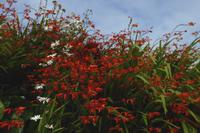 17 Wanderung an der Rosa Granitküste von Trégastel bis Trestraon 