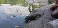 Central Park - New York City