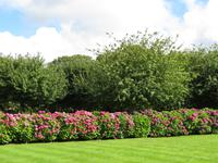 La Mare Weingut - Hortensien