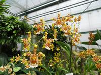 Eric Young Orchid Foundation