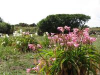 Corbiere-Walk