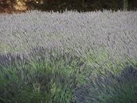 Lavendelfarm