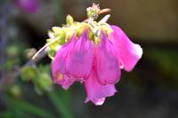 136 Isle of Skye, am Wegesrand