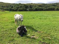Wanderung im Connemara-Nationalpark