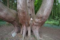 Wanderung im Coole Park