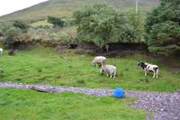 Ring of Kerry - Besuch beim Schäfer