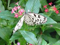 Mainau Schmetterlinshaus
