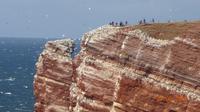Helgoland Lummenfelsen
