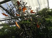 Schmetterlinge überall