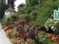 Blüten und Gräser