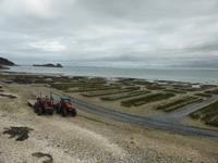 Cancale -  Austernbänke