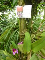 Raffeiner Orchideenwelt