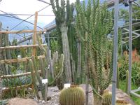 Trauttmansdorf Gärten Sukkulenten