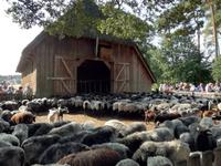 Heidschnuckenaustrieb in Höpen