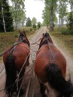 Kutschfahrt in der Heide