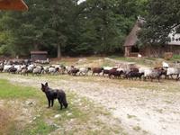 Heidschnuckeneintrieb in Niederohe