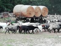 Heidschnuckeneintrieb in Niederohe