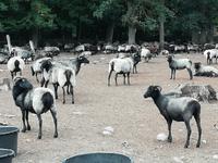 Auf dem Heidschnuckenhof in Niederohe