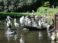 Vogelpark Walsrode
