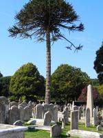 Jersey - Friedhof St. Brelade