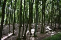 Wald in Pommern