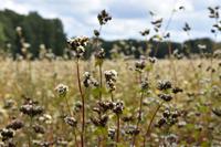 Buchweizen