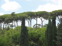 Ein Dach aus Pinien.