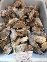 Jersey - St. Helier - Fischmarkt